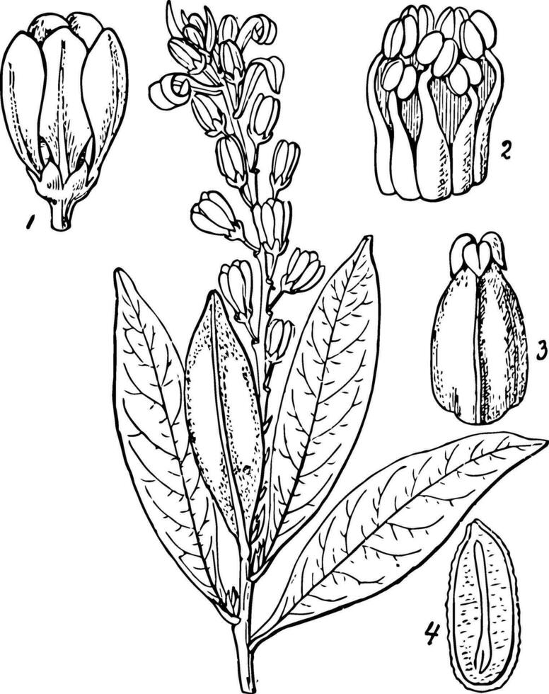 Buckwheat Tree vintage illustration. vector