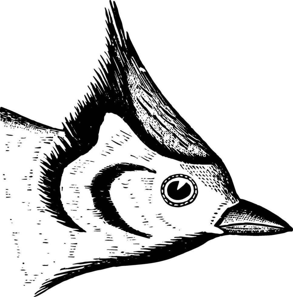 Bridled Titmouse vintage illustration. vector