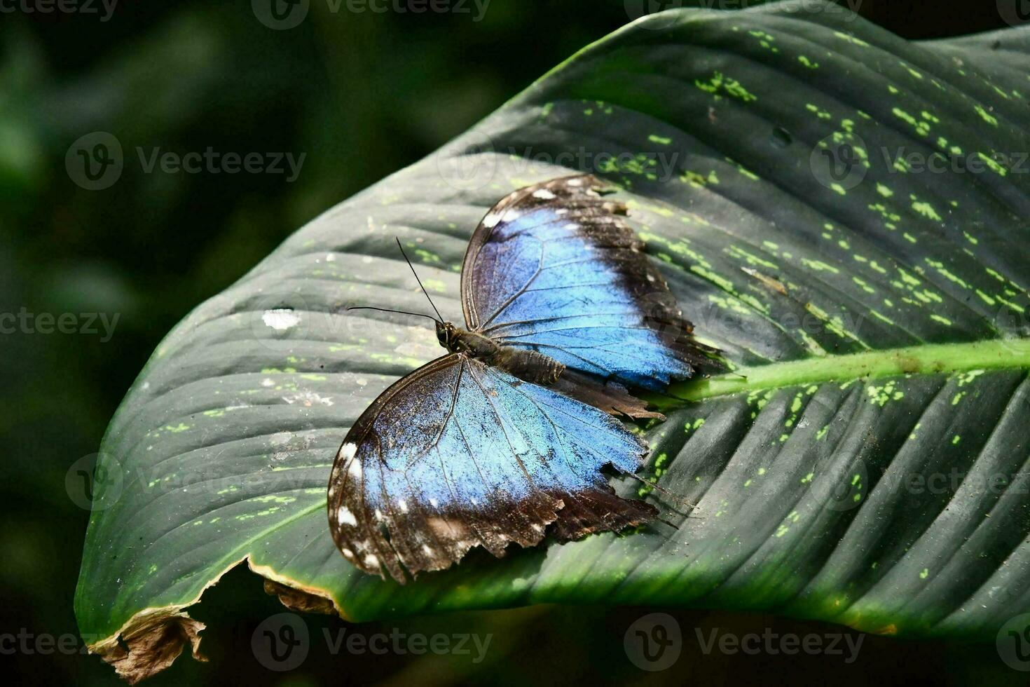 a blue butterfly sits on a green leaf photo