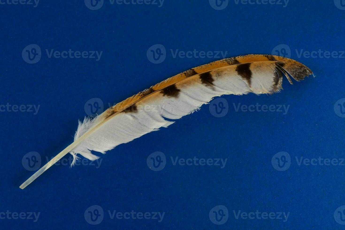 a feather on a blue background photo