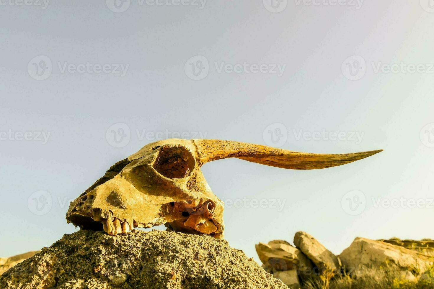 a bull skull on top of a rock photo