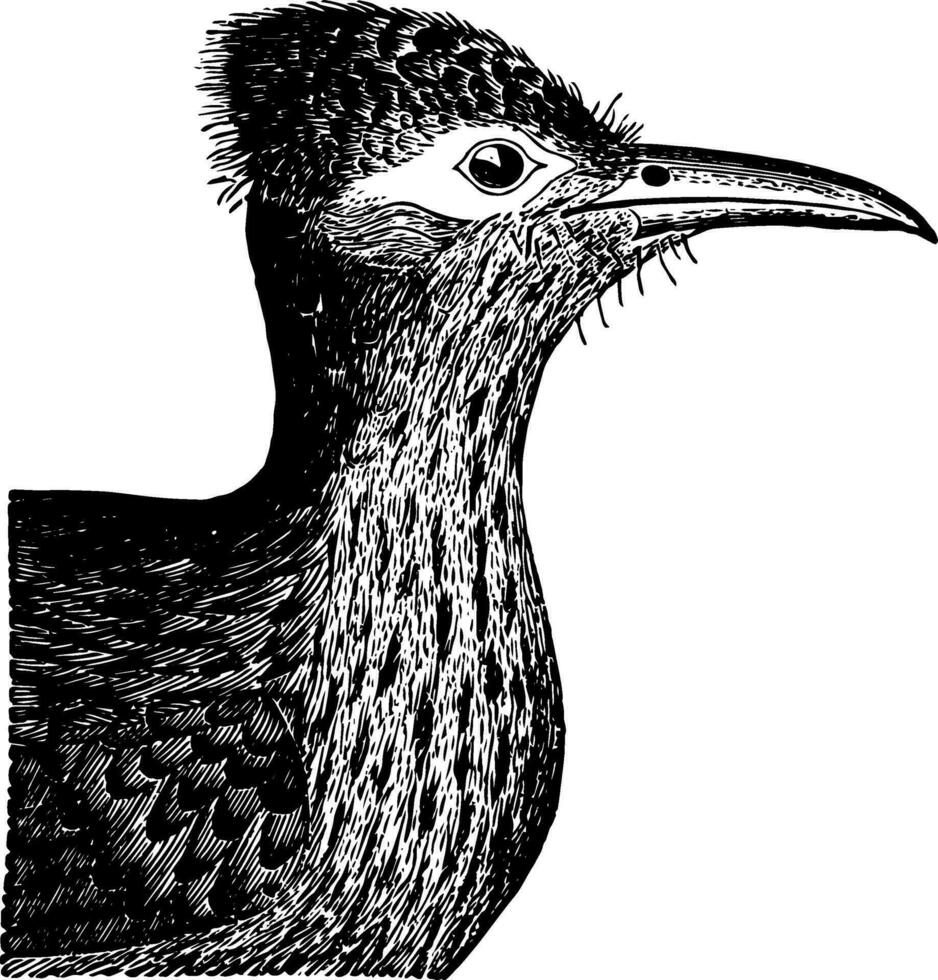 Ground Cuckoo Head vintage illustration. vector
