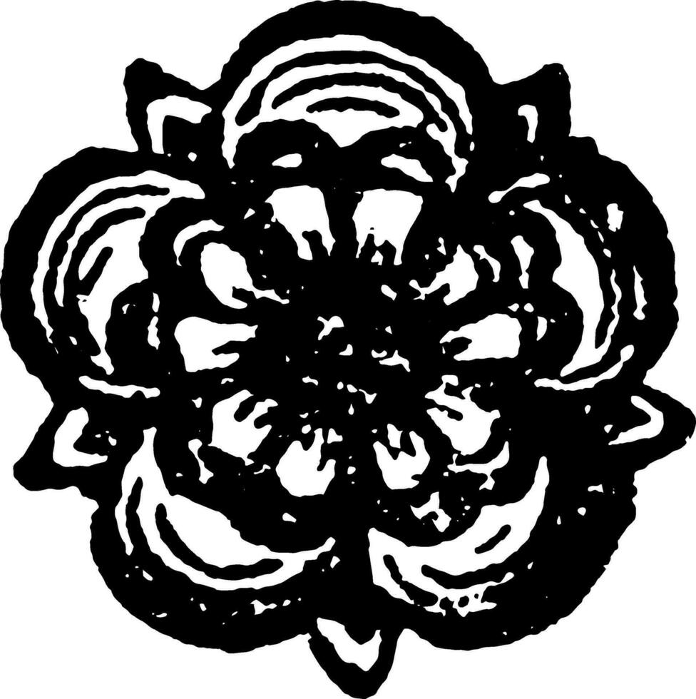 The Rose are heraldic charge borne by the seventh eldest son vintage engraving. vector