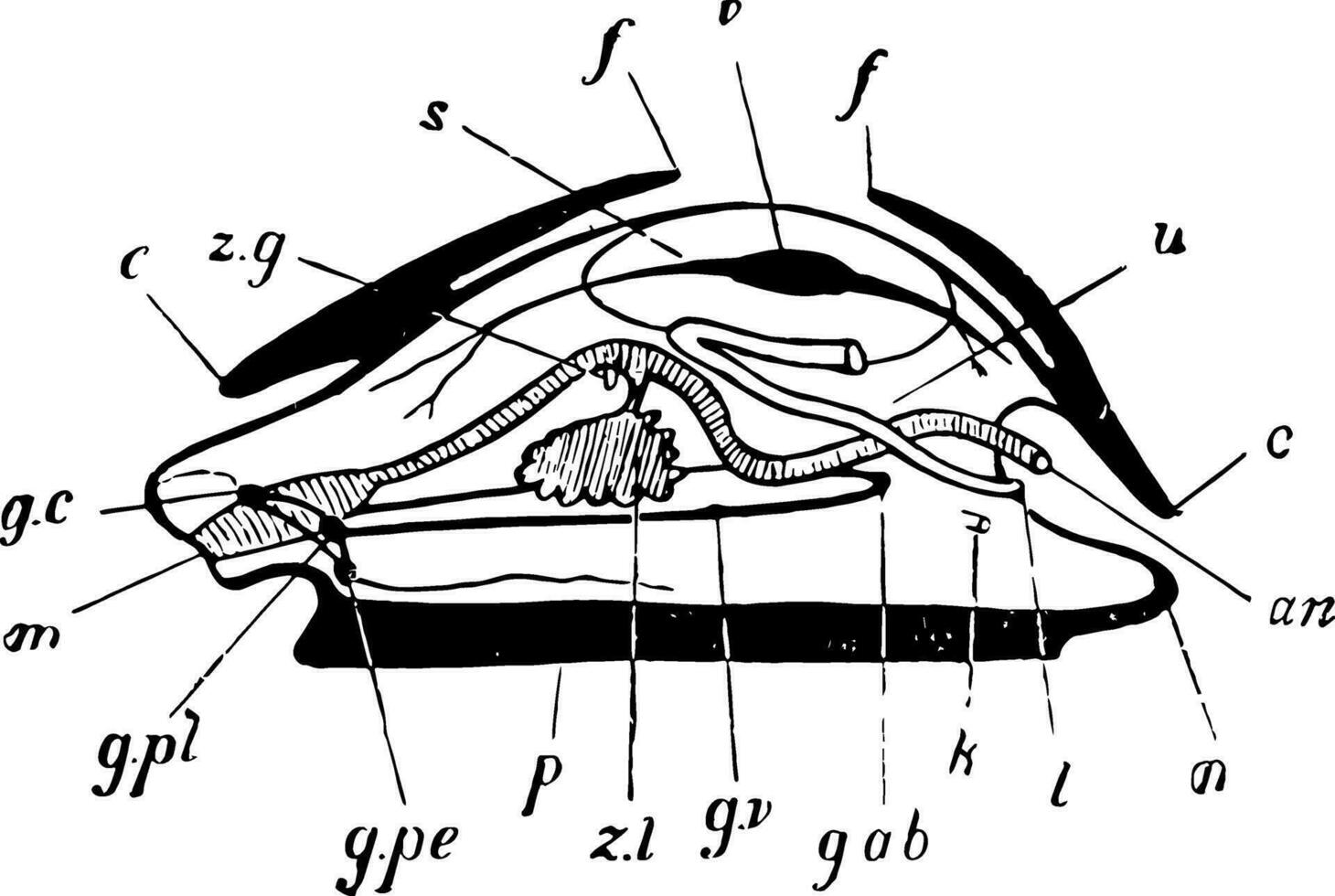 Mollusc Parts, vintage illustration. vector