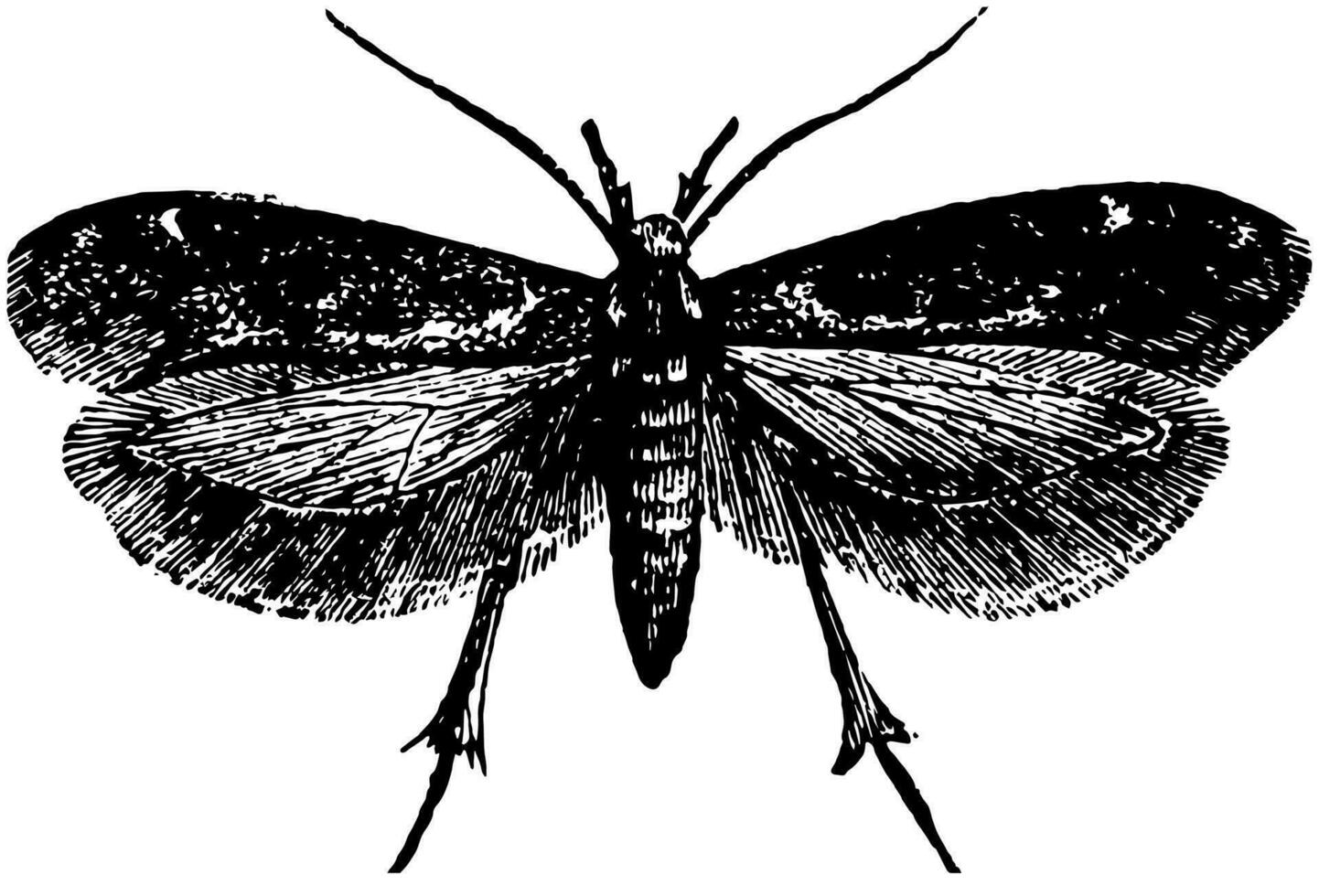 Dorsal View of Gall Moth, vintage illustration. vector
