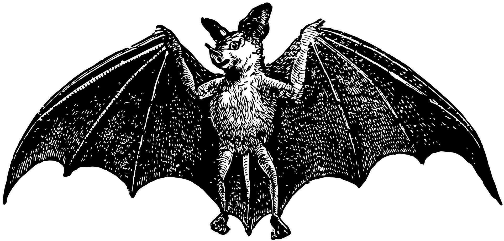 Spectral Bat, vintage illustration. vector