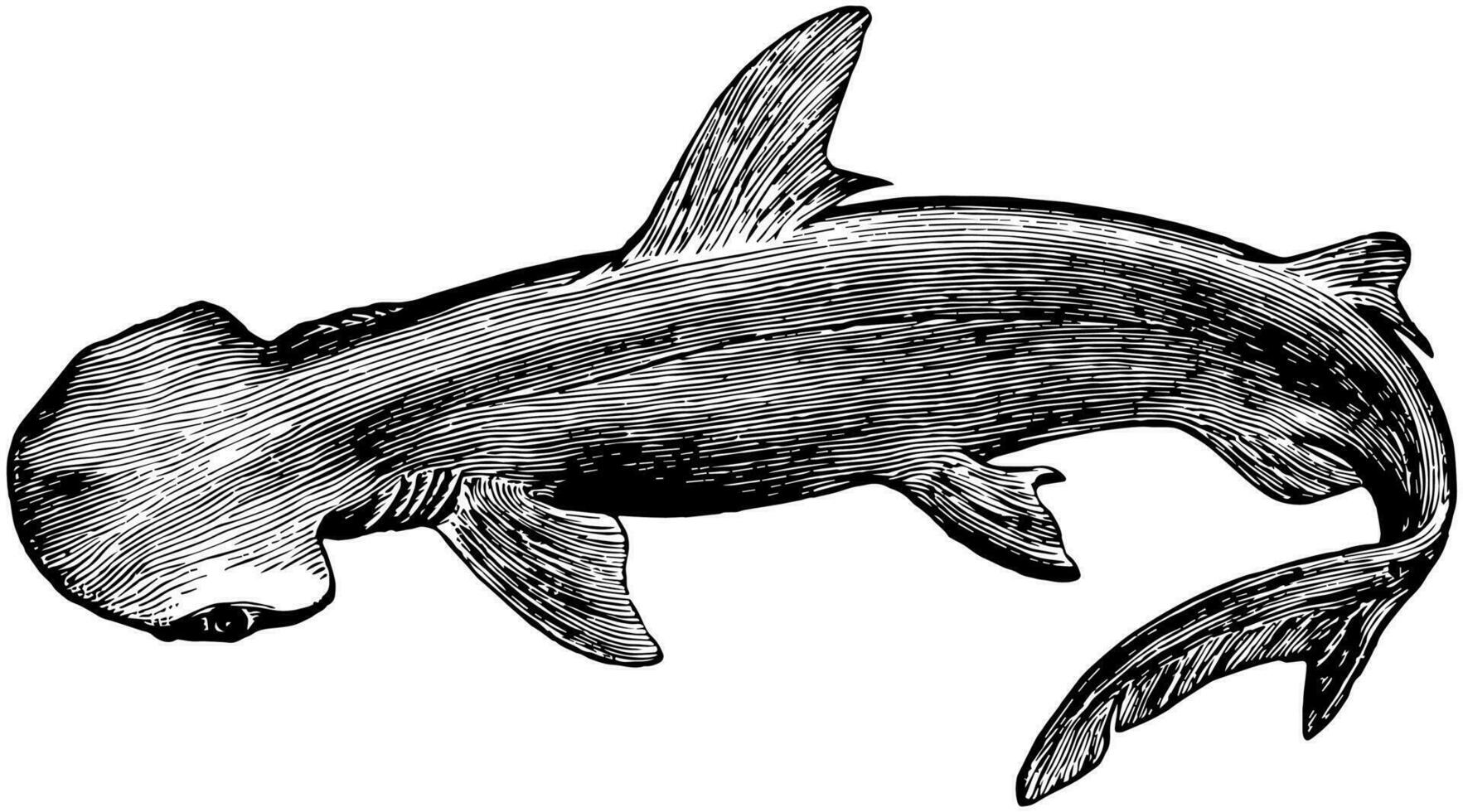 Bonnethead Shark, vintage illustration. vector