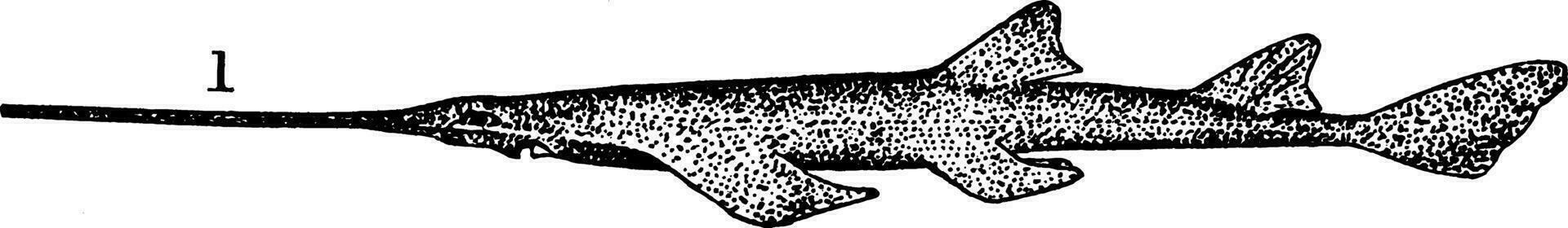 Side View Sawfish, vintage illustration. vector