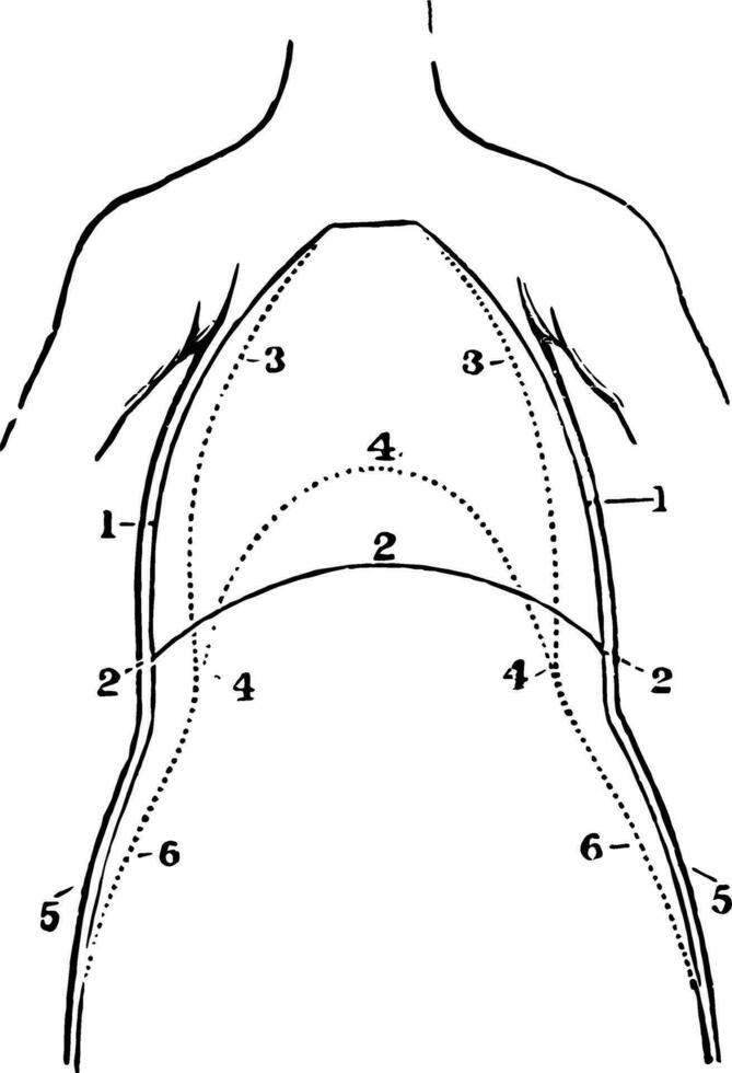 A Front View of the Chest and Abdomen in Respiration, vintage illustration. vector