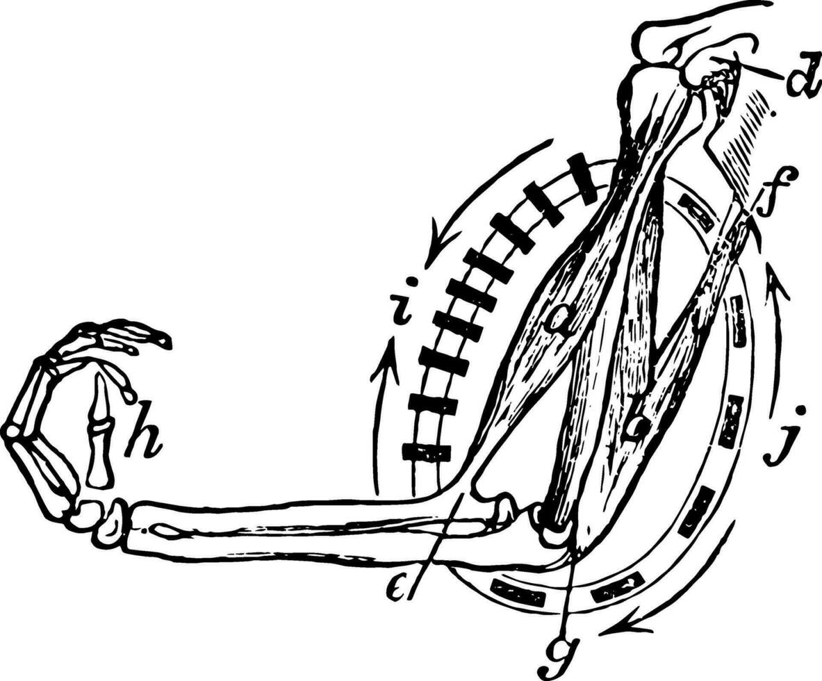 muscular ciclo de el bíceps Clásico ilustración. vector