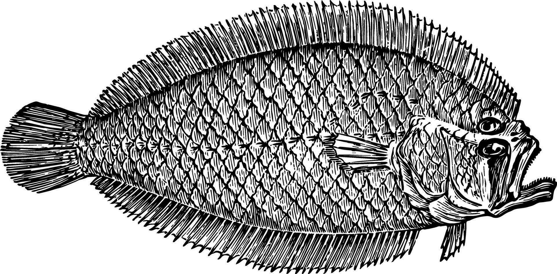 Lefteye Flounder vintage illustration. vector