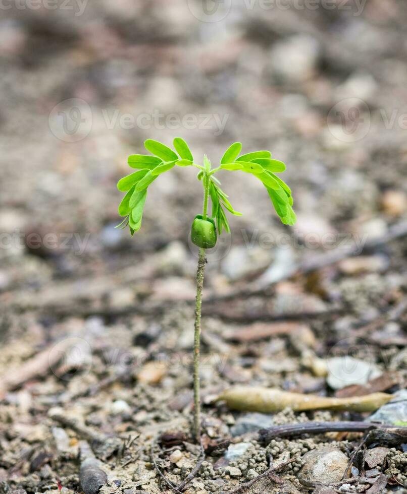 Tamarind sapling growing photo