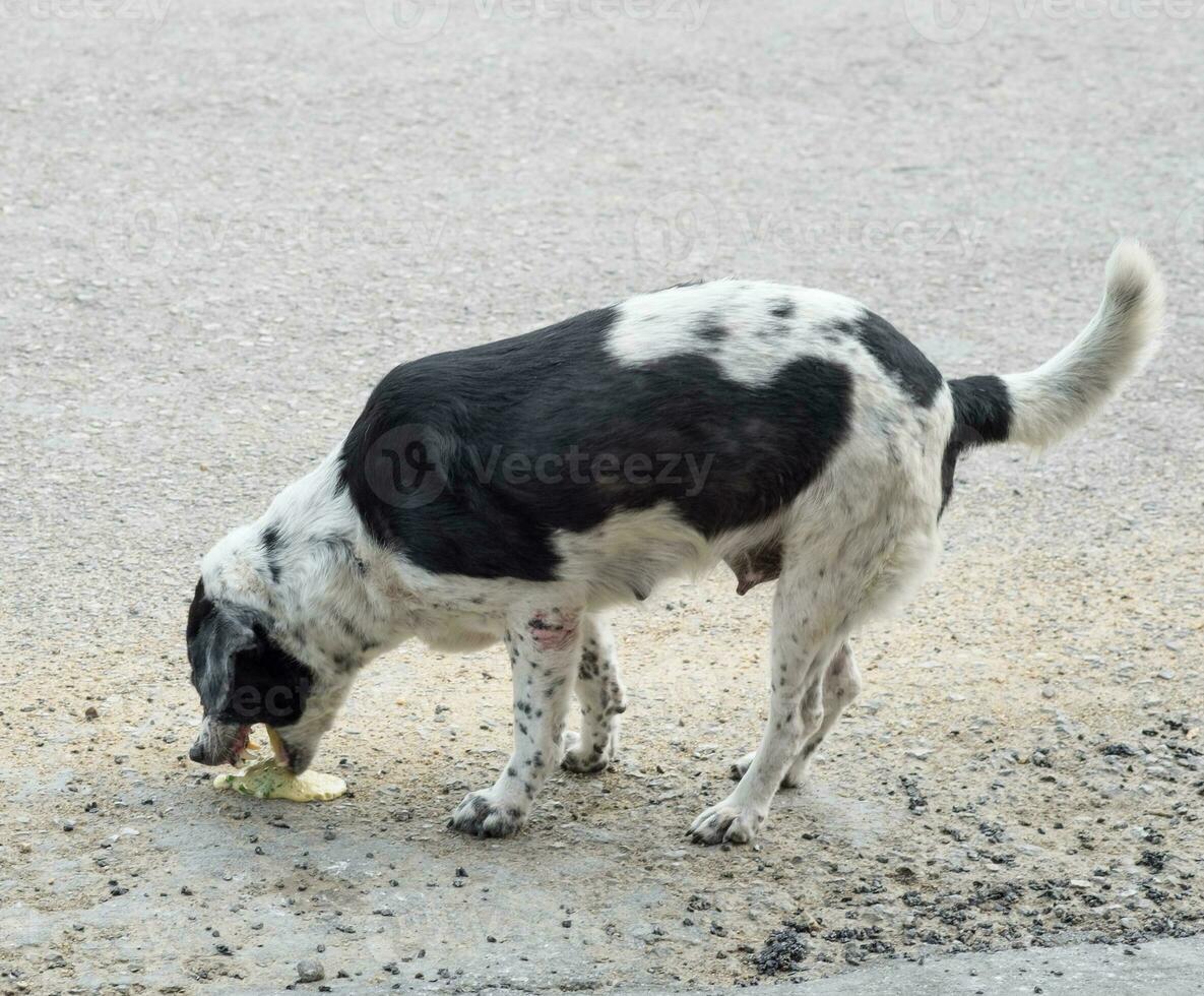 perro mascota enfermo vómito foto