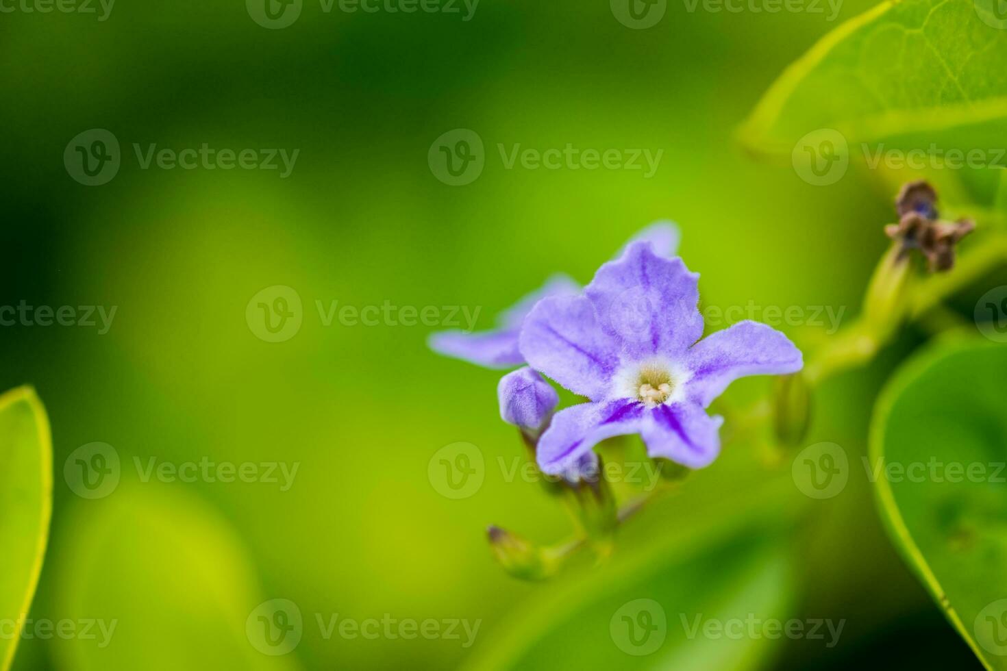 Purple blooming flower on blurred green background photo