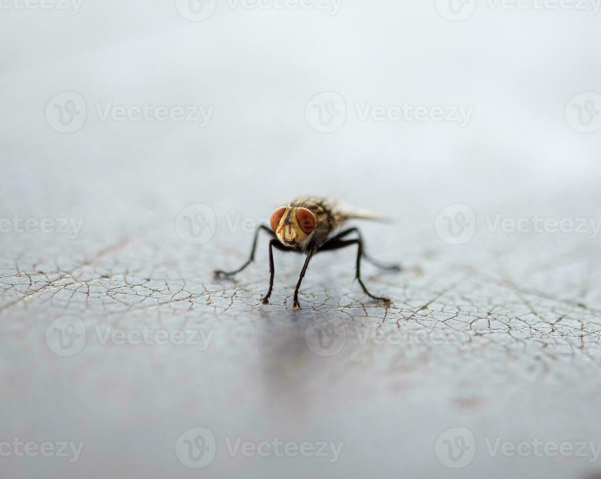 Fly insect carriers of disease photo