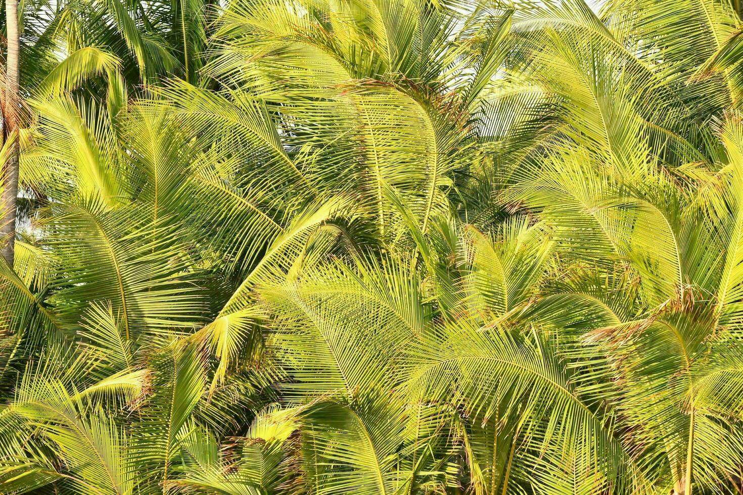 a group of palm trees with green leaves photo