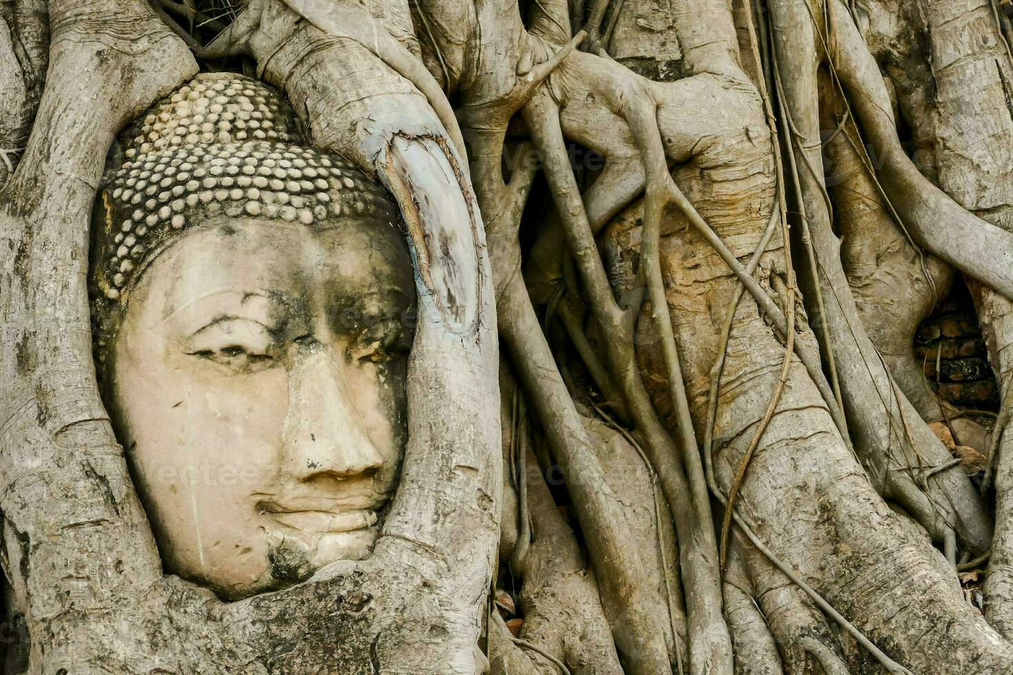 a buddha head is hidden in the roots of a tree photo
