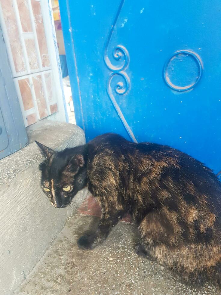 Loyal Cat Waiting for Its Owner at the Door photo