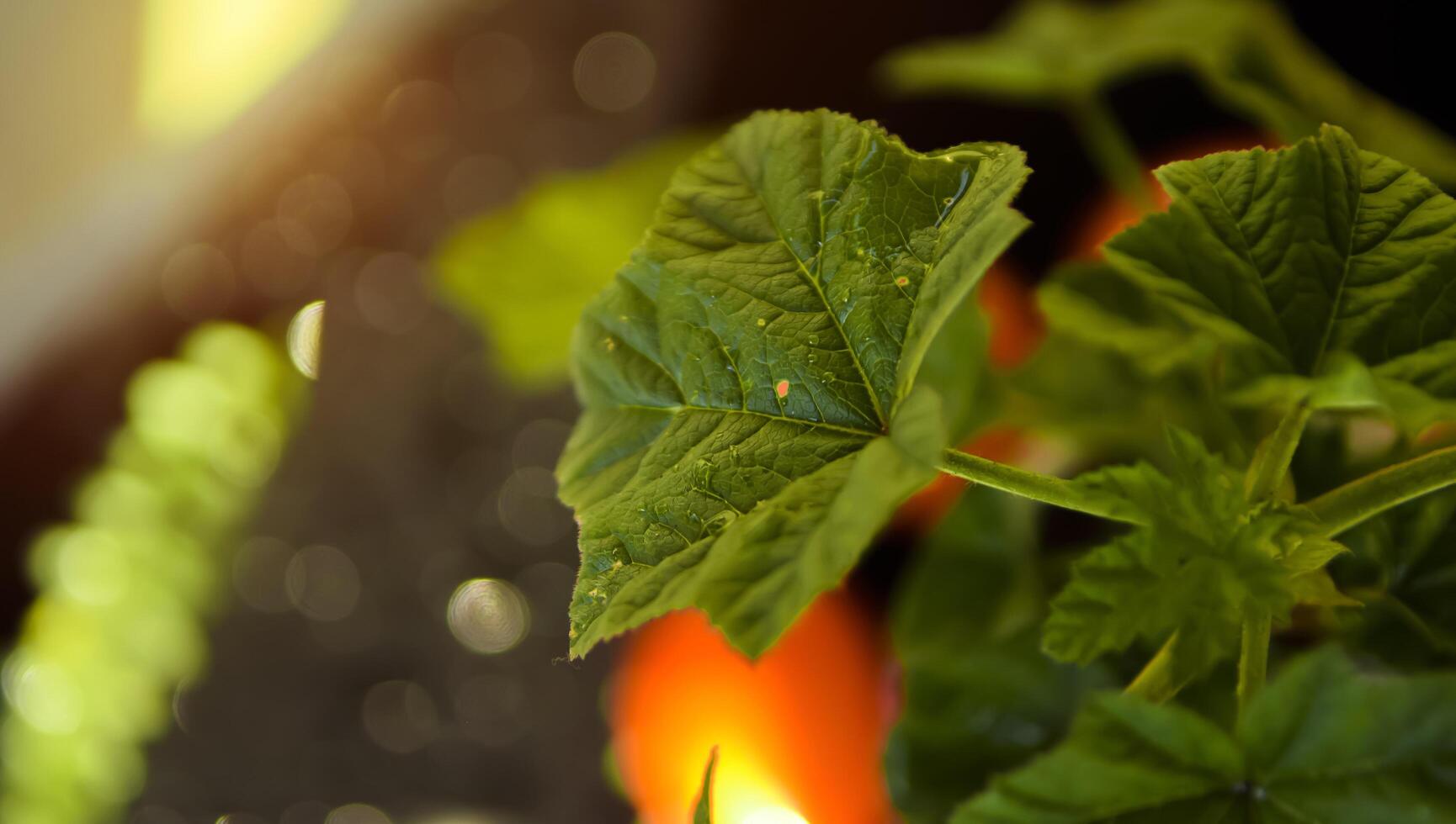 Green plant and tomatoes photo