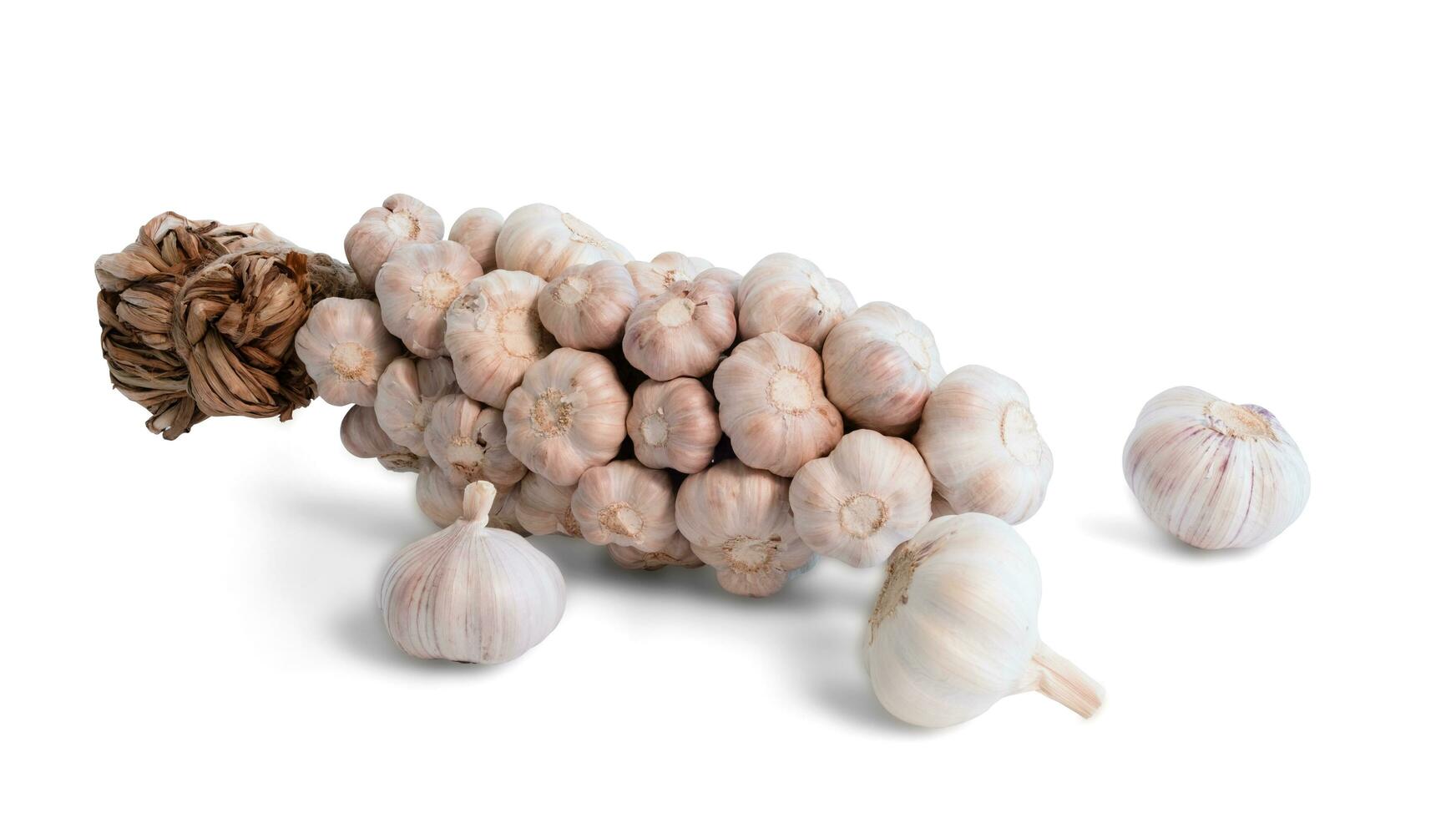 white organic Bunch of garlic bulbs, lots of garlic Whole Tied, isolated on white background photo