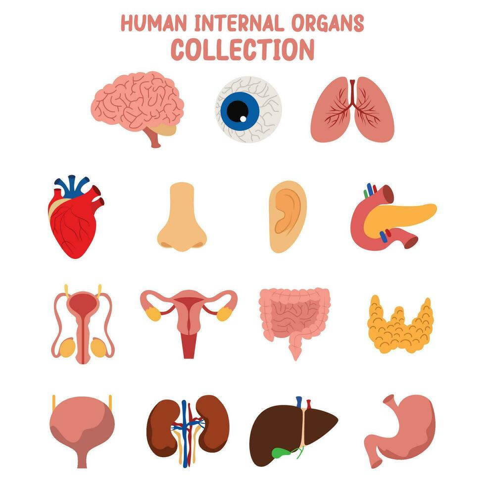 human internal organs flat vector collection