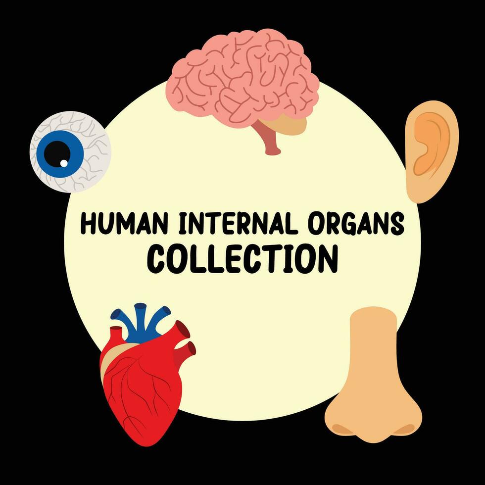 human internal organs flat vector set collection