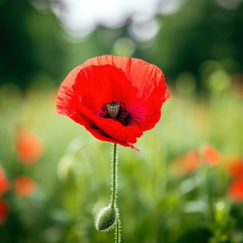 AI generated A single red poppy in the center of the frame with a blurred green background. photo