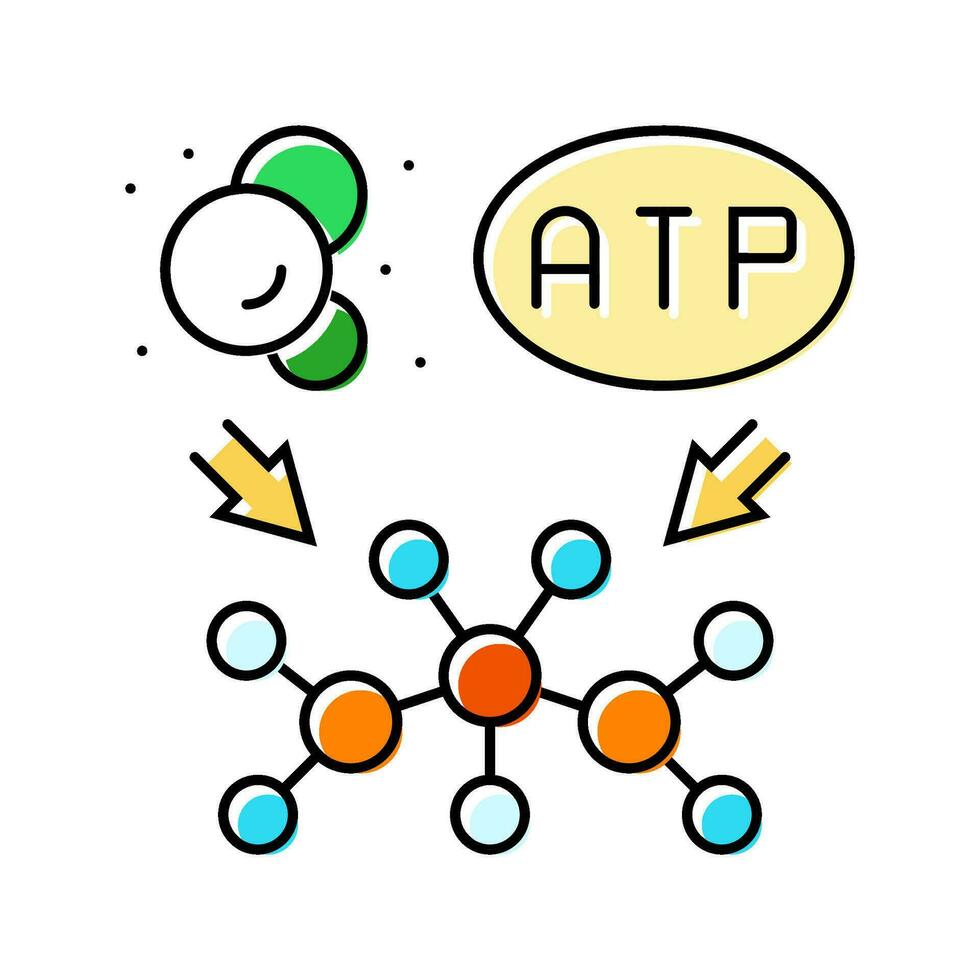 anabolismo bioquímica color icono vector ilustración