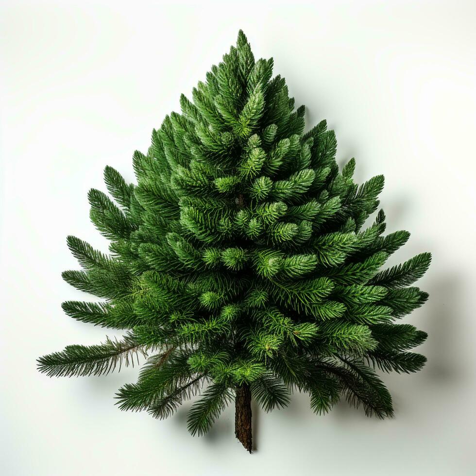 AI generated Green small pine tree on white background photo