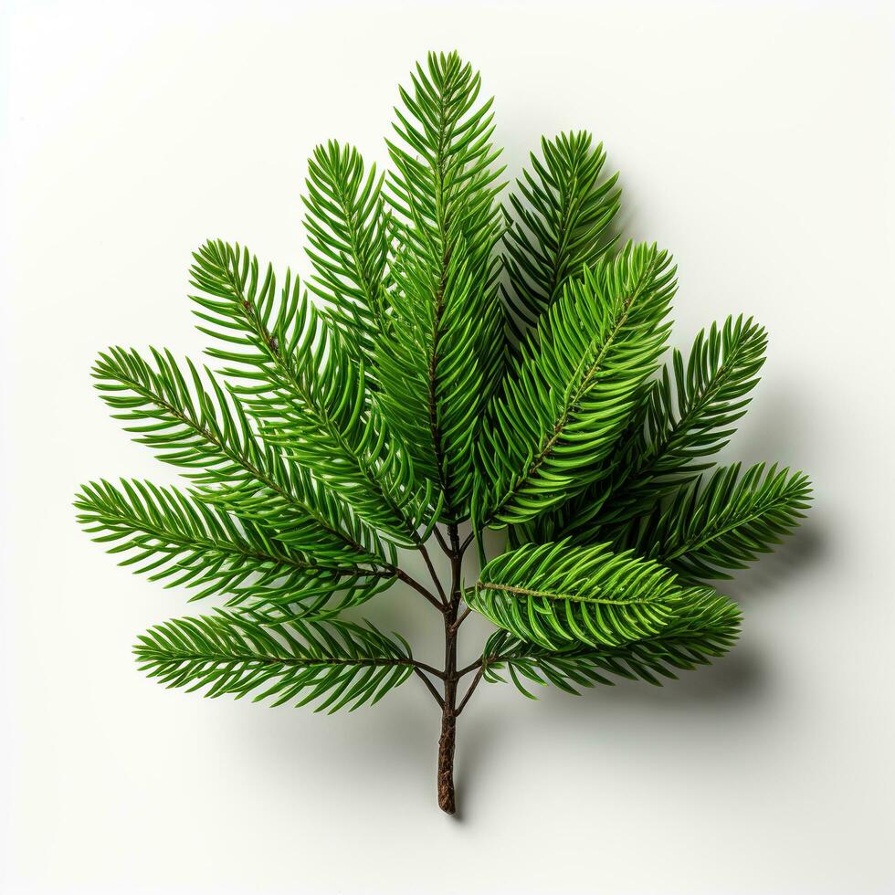 AI generated Green small pine tree on white background photo