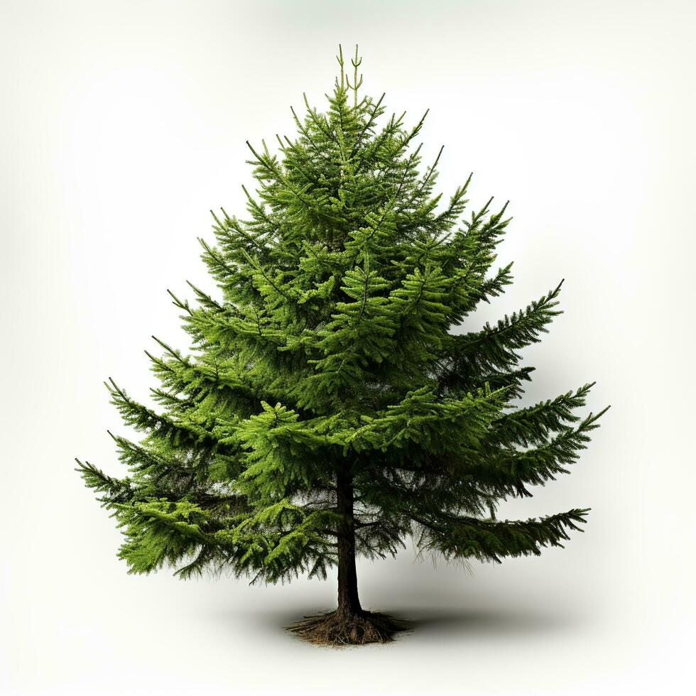 AI generated Green small pine tree on white background photo