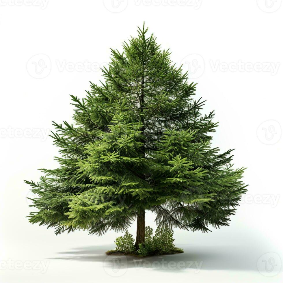 ai generado verde pequeño pino árbol en blanco antecedentes foto