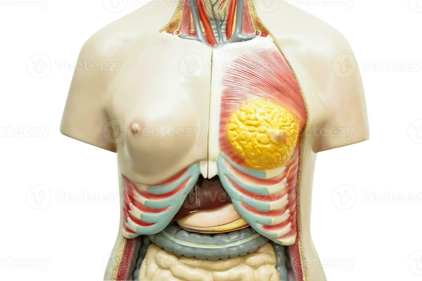 Human body anatomy organ model for study education medical course isolated on white background with clipping path. photo