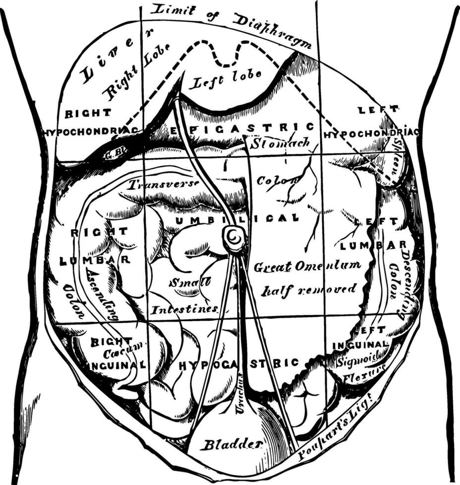 Regions of the Abdomen and their Contents vintage illustration. vector