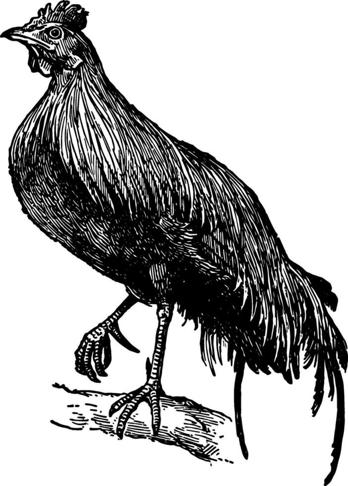 Jungle fowl, vintage illustration. vector