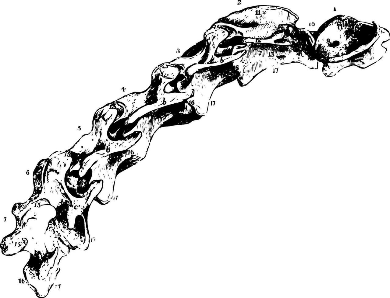 caballo vertebral columna Clásico ilustración. vector