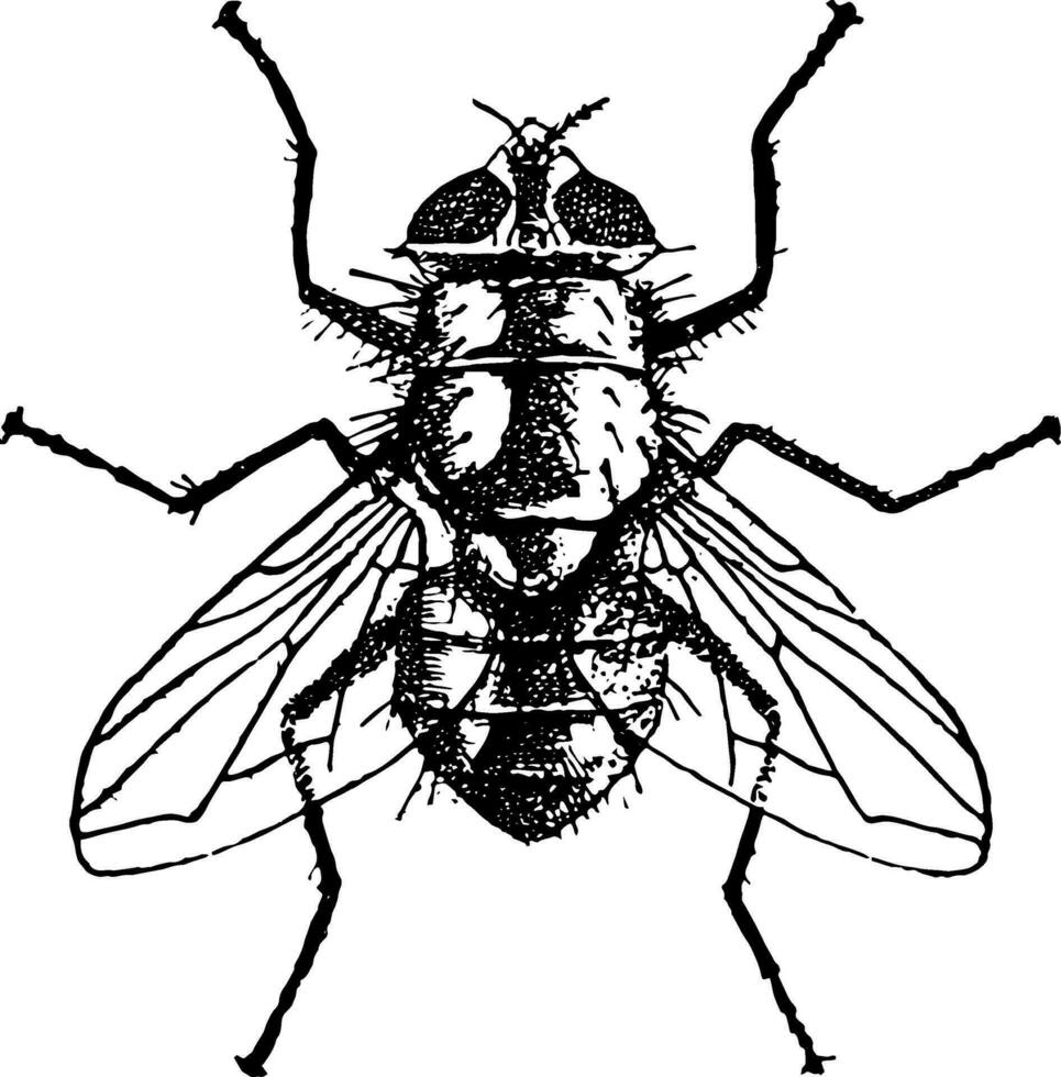 botella verde carne mosca Clásico ilustración. vector
