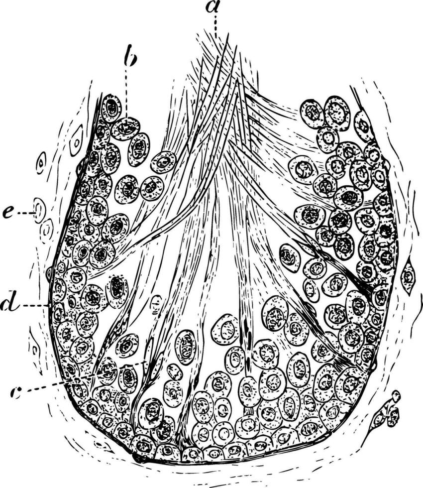 Section of a Tubule of the Testicle of a Rat vintage illustration. vector
