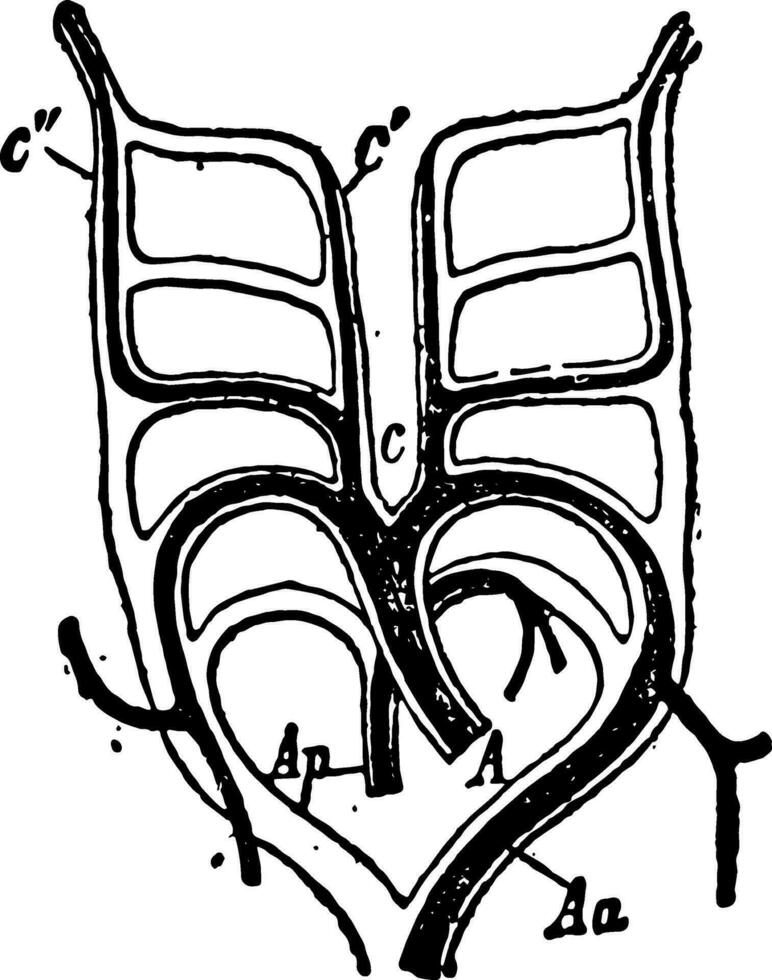 Aortic Arches vintage illustration. vector
