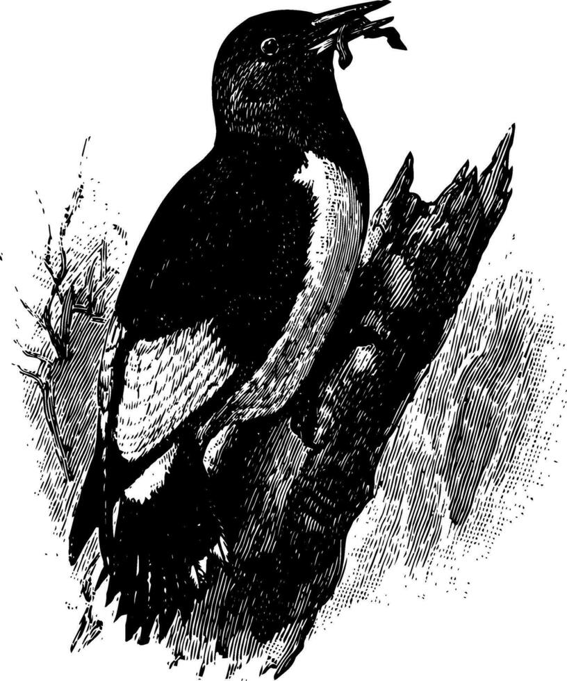 Red Headed Woodpecker vintage illustration. vector