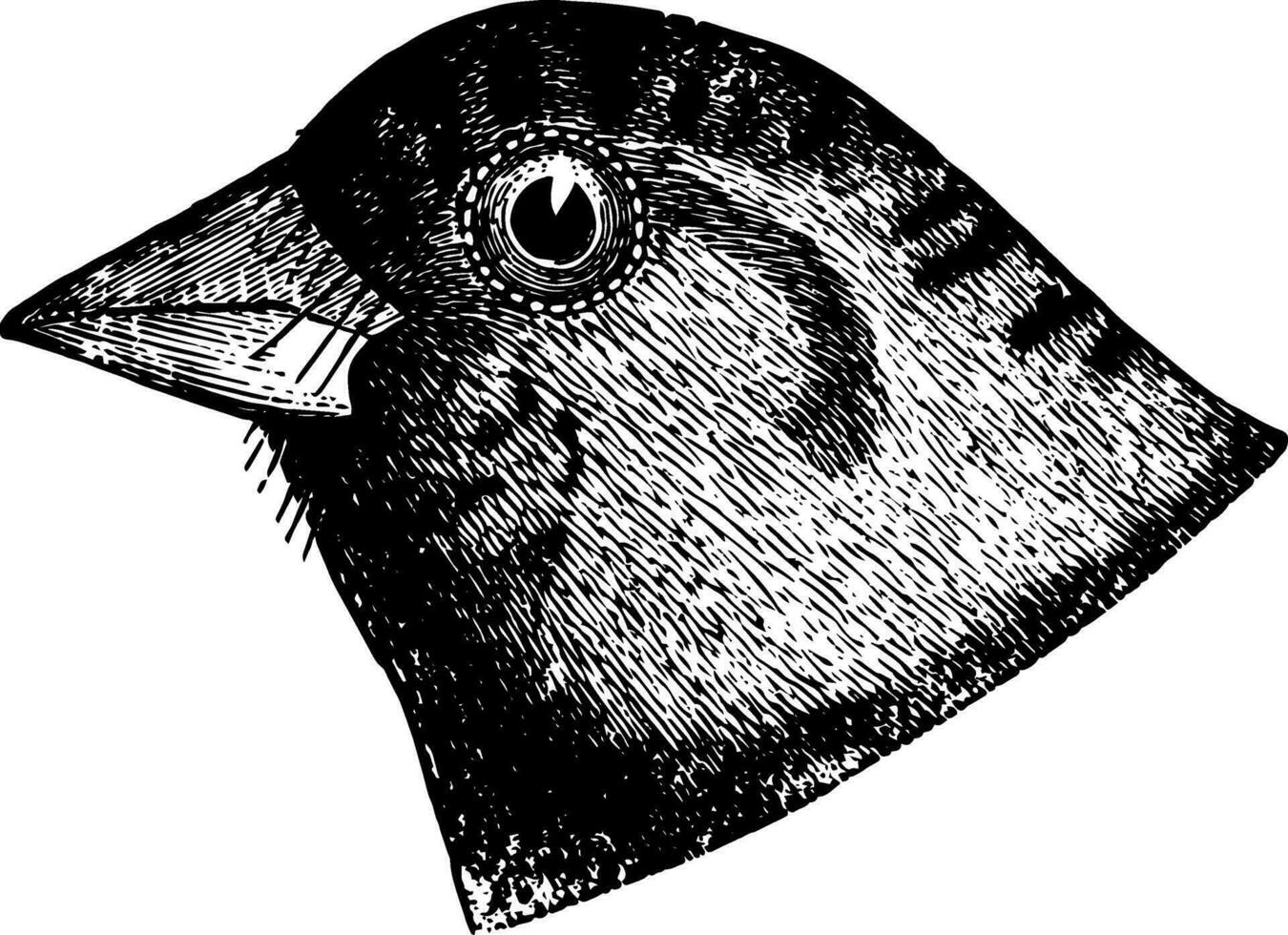 Brandt Rosy Finch vintage illustration. vector