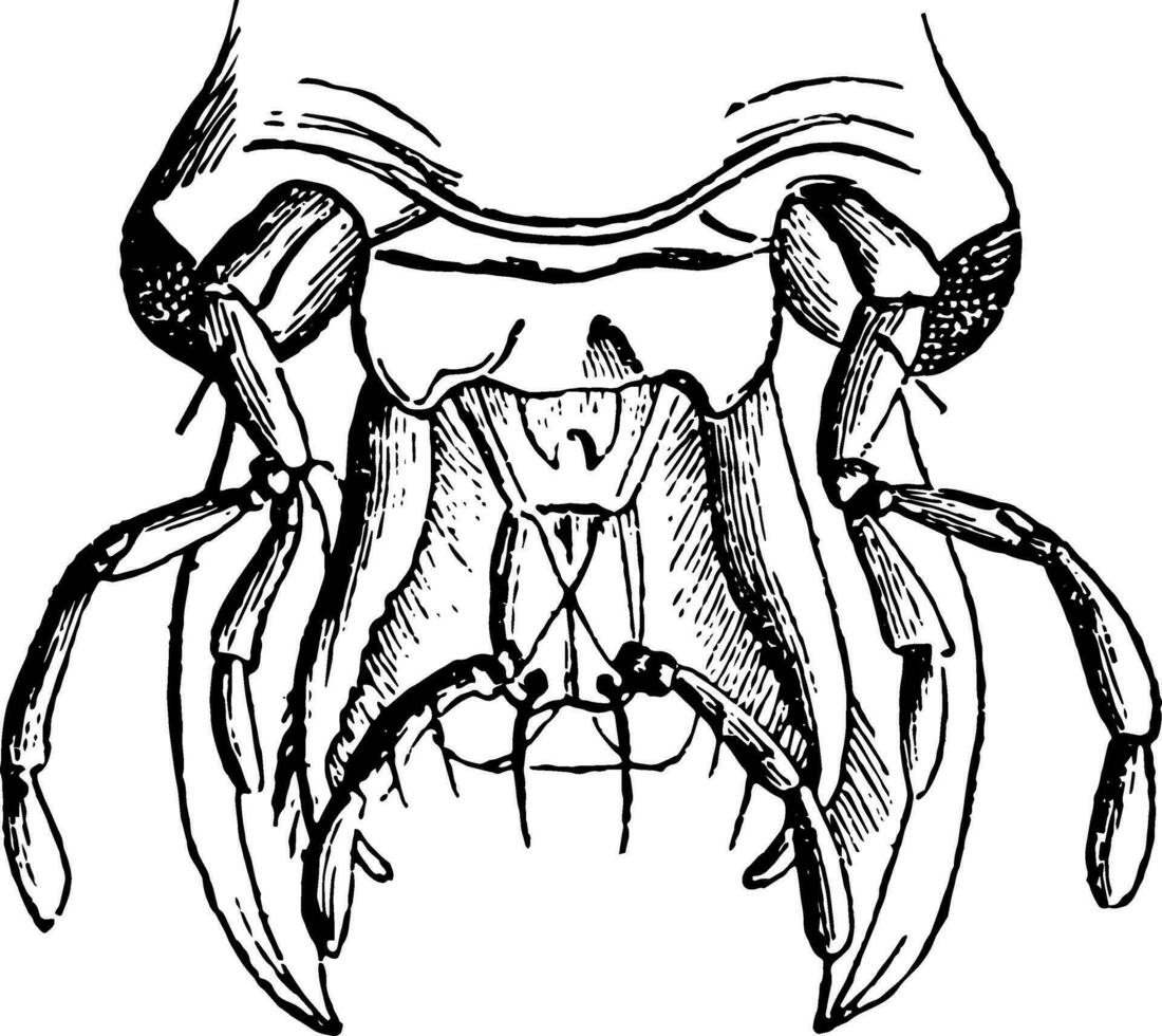 boca de masticar insecto Clásico ilustración. vector