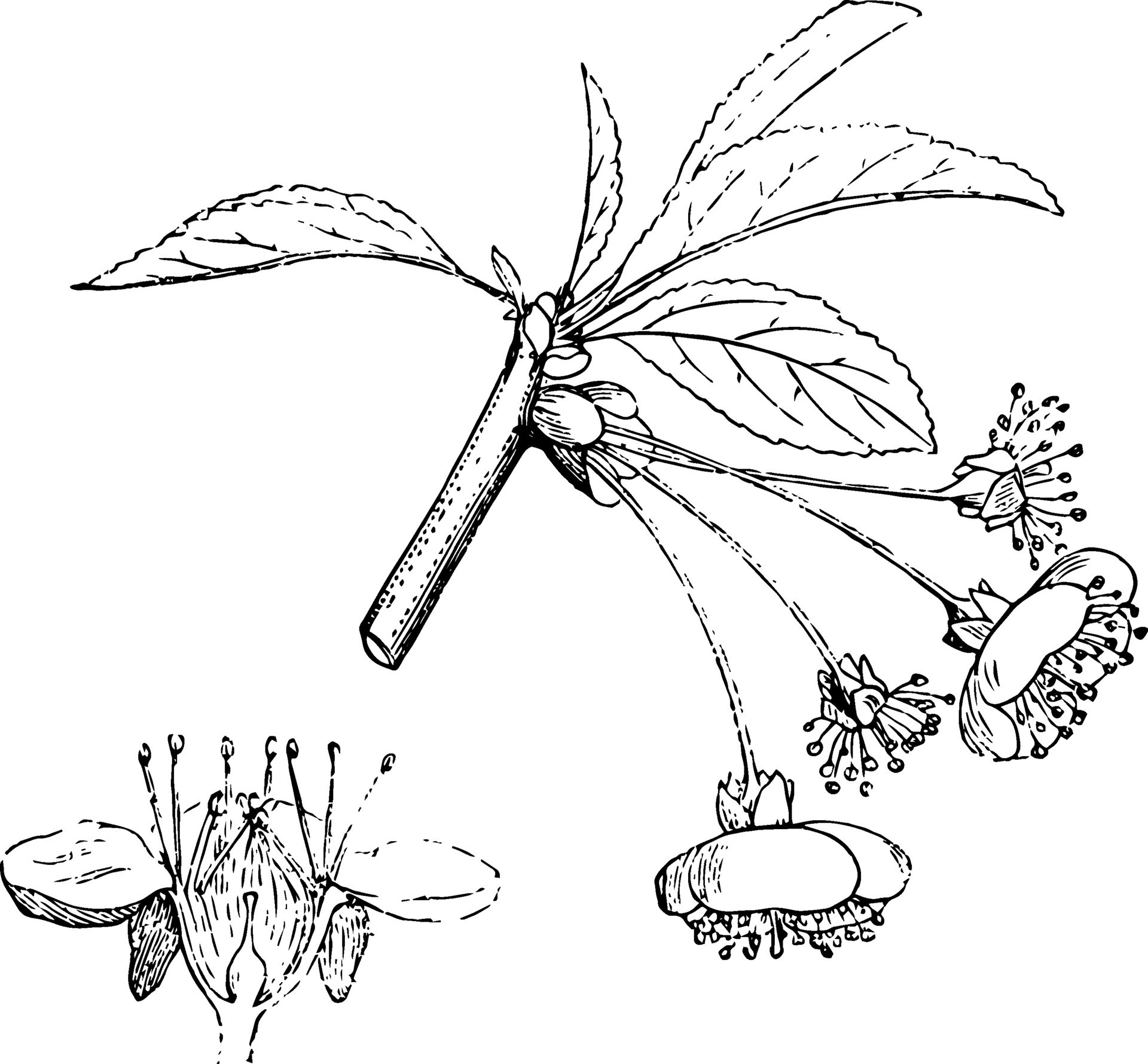 Sour Cherry vintage illustration. 35457843 Vector Art at Vecteezy