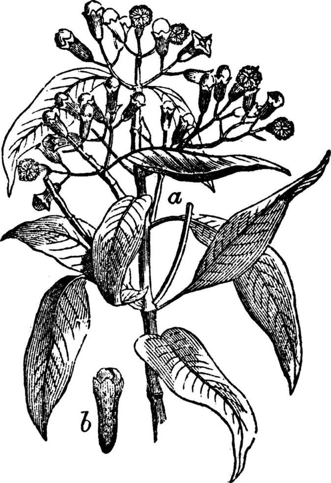 Cloves vintage illustration. vector