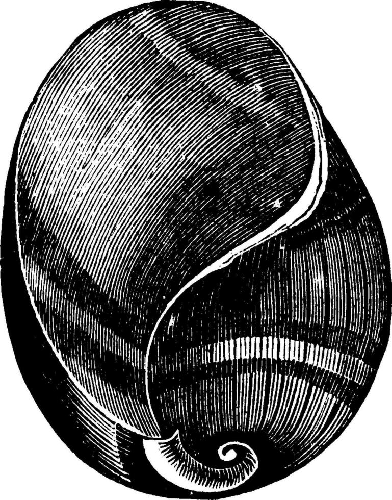 Bulla velum, vintage illustration. vector