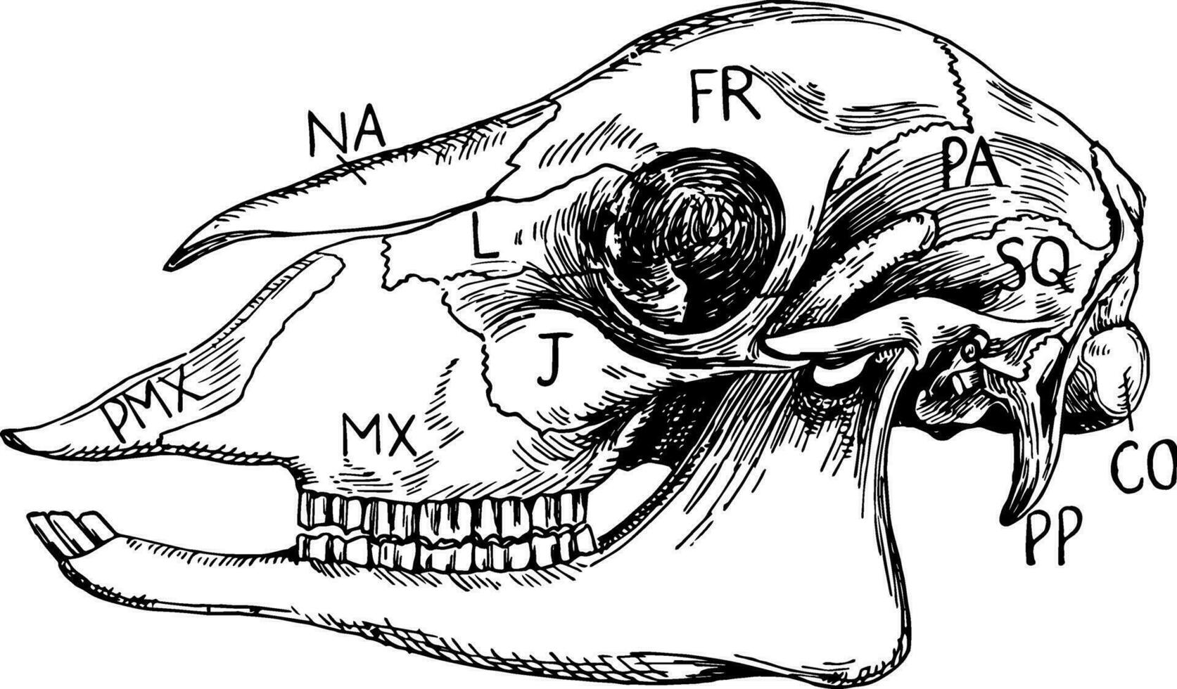 Sheep Skull, vintage illustration vector