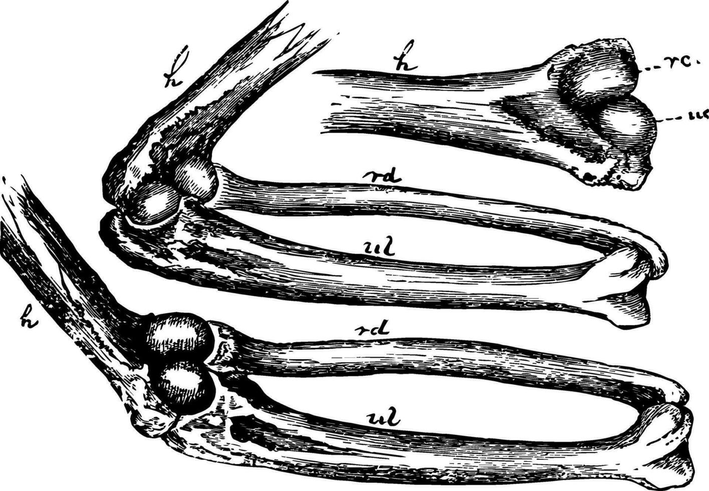 Mechanism of the Elbow Joint, vintage illustration. vector