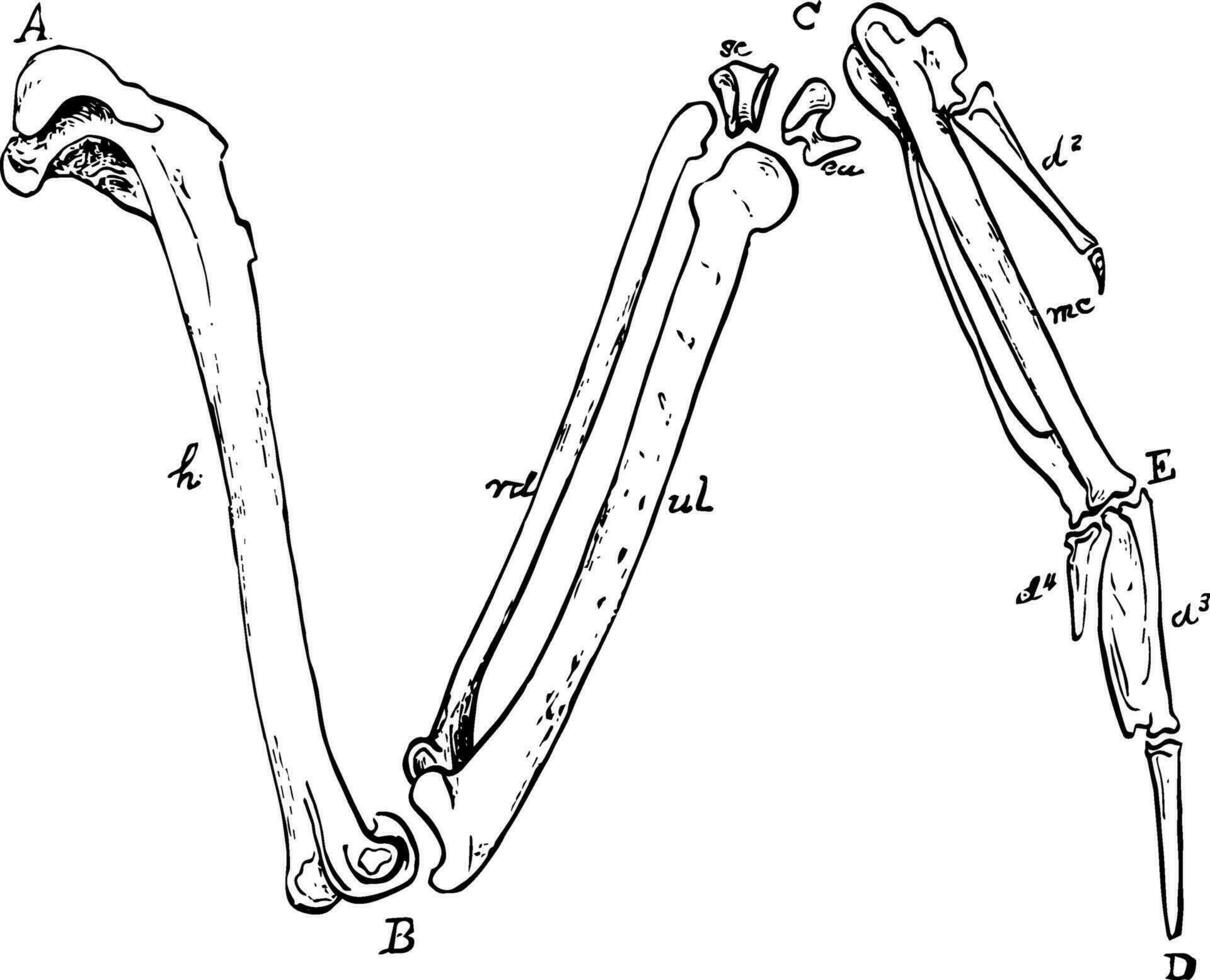 el huesos de el Derecha ala de un pato, Clásico ilustración. vector