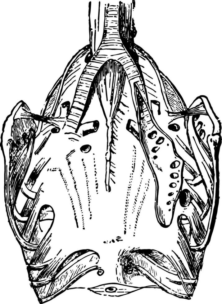 respiratorio órganos de un paloma, Clásico ilustración. vector
