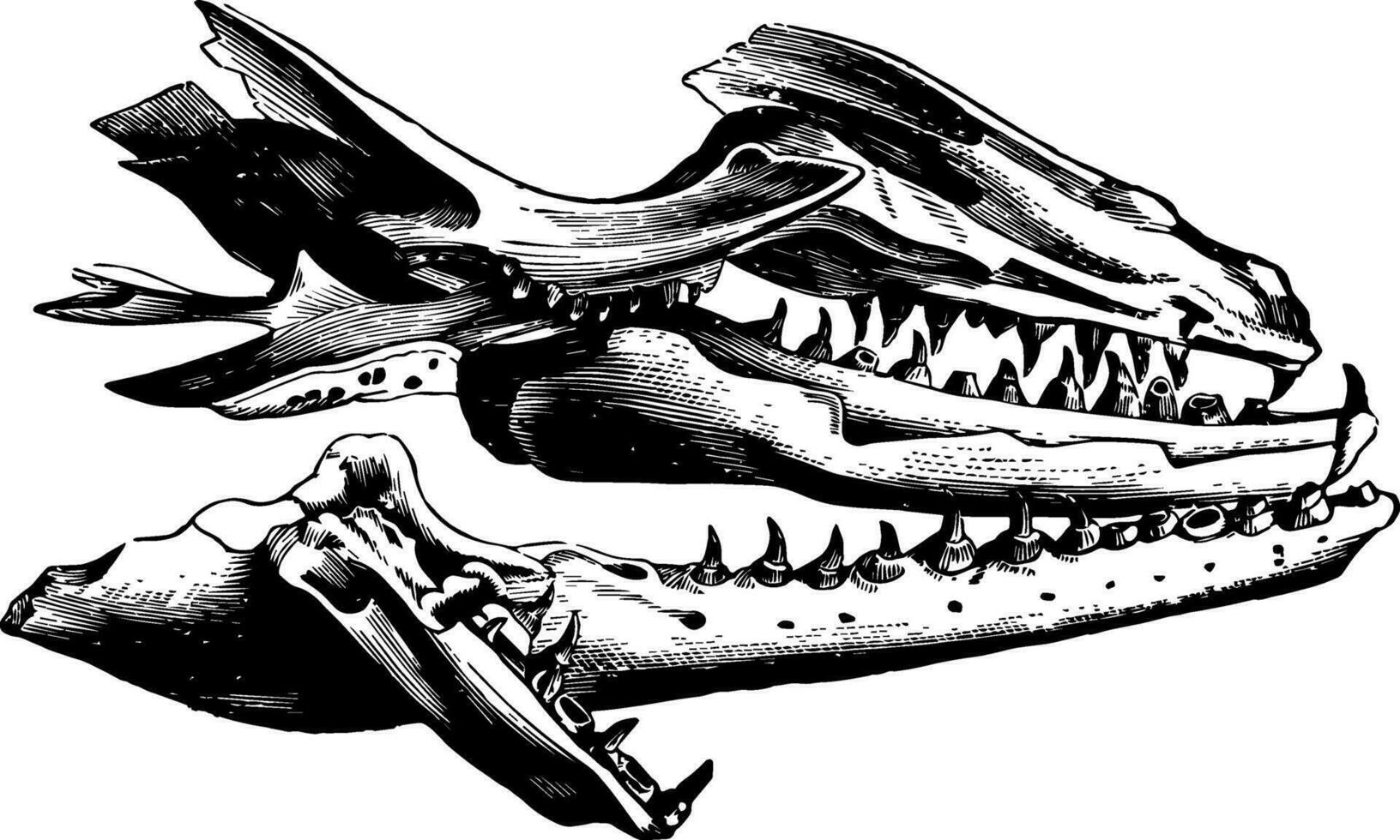 Mosasaurus Jaw, vintage illustration. vector